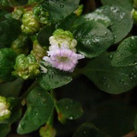 Strobilanthes walkeri Arn. ex Nees